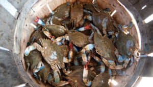 Crabs in a Basket in Georgia