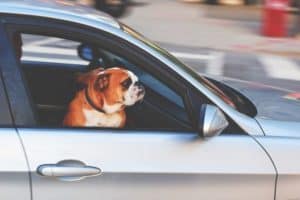 Distracted Driving Caused by Pets